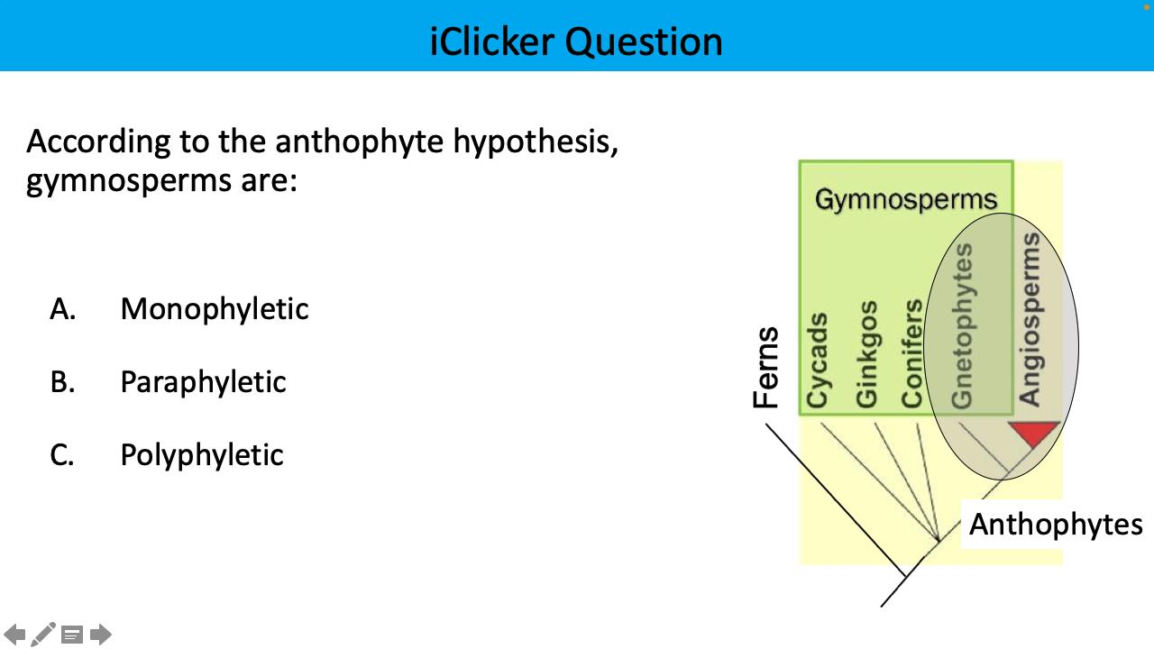 <p>According to the anthophyte hypothesis, gymnosperms are:</p>