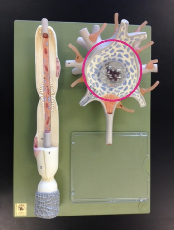 <p>(perikaryon/soma) – location of nucleus and other cellular organelles</p>