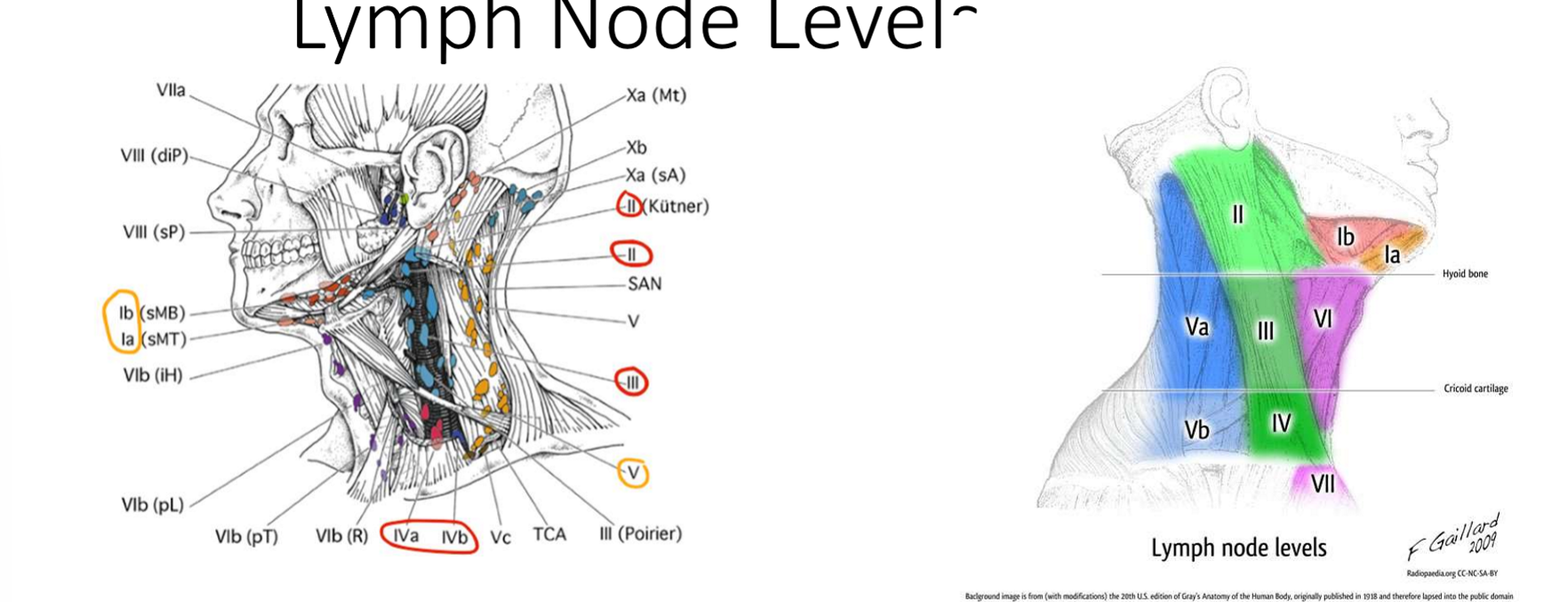 <p>What are the names of the levels I-V lymph nodes</p>