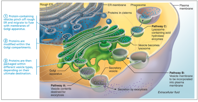 <p>Re: The Sequence of Events from Protein Synthesis on the Rough ER to the Final Distribution of these Proteins</p>