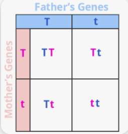 <p>a chart that shows the possible outcomes of alleles from parents</p>