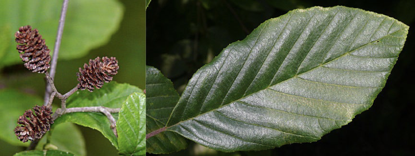 <p>Family<br>Genus<br>Species<br>Common Name</p>