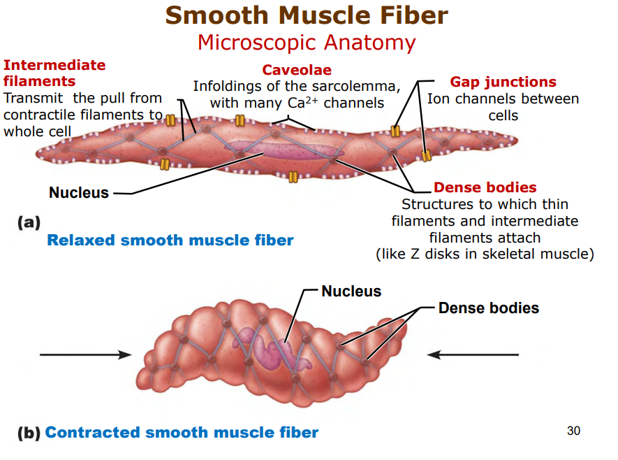 <p>intermediate filaments- transmit pull from contractile filaments to whole cell</p><p>caveolae - infoldings of sarcolemma(many Ca2+ channels)</p><p>Gap Junctions - ion channels between cells</p><p>Dense bodies - attachment point for thin and intermdiate filamentes(similar to Z disks in skeletal muscle)</p>