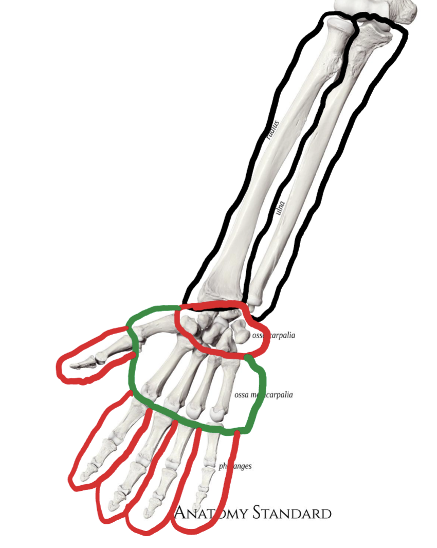 <p>Bones of the Right Arm </p><ol><li><p>black medially</p></li><li><p>black laterally</p></li><li><p>middle red</p></li><li><p>green</p></li><li><p>fingers red</p></li></ol><p></p>