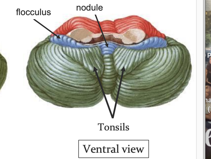 <ul><li><p>maintains balance equilibrium and muscle tone </p></li><li><p>has connections with vestibular nuclei (can use info about head movement to influence eye movements) </p></li></ul><p></p>