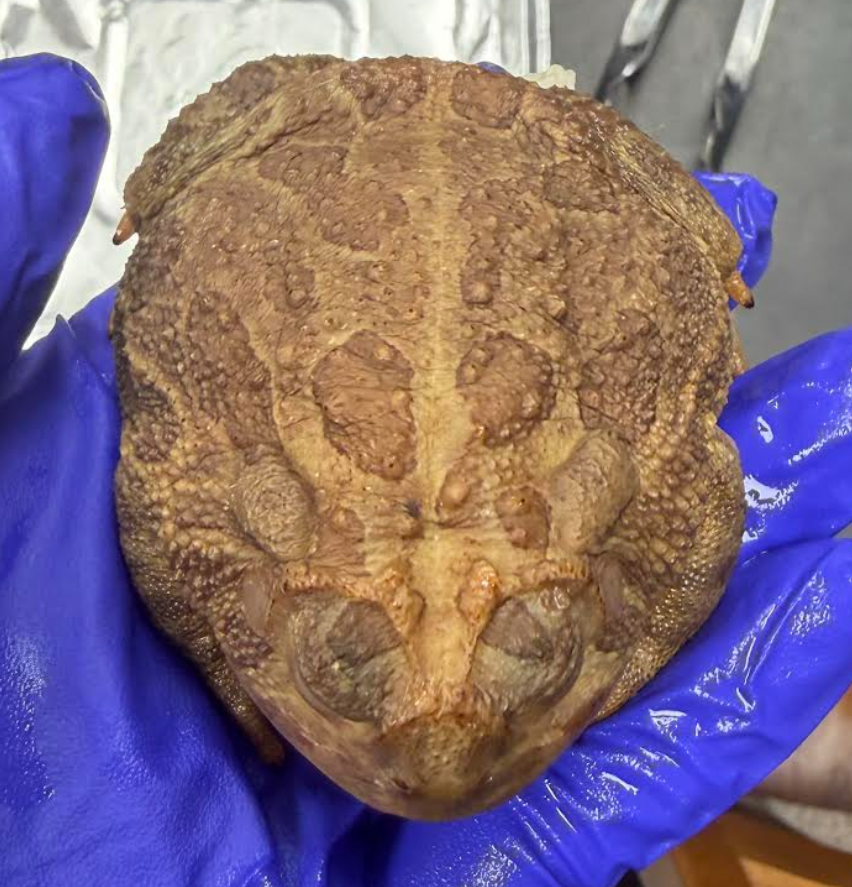 <p><span style="background-color: transparent;">Bufo cognatus</span></p>