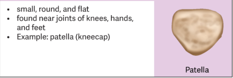 <p>They develop inside tendons to help reinforce the tendon and give it strength. </p><ul><li><p>They can also be found near the joints of the hands and feet.</p><ul><li><p><span style="color: yellow;">But not all individuals have sesamoid bones in other joint locations</span>.</p></li></ul></li><li><p>Are small and round. </p></li></ul><p></p>