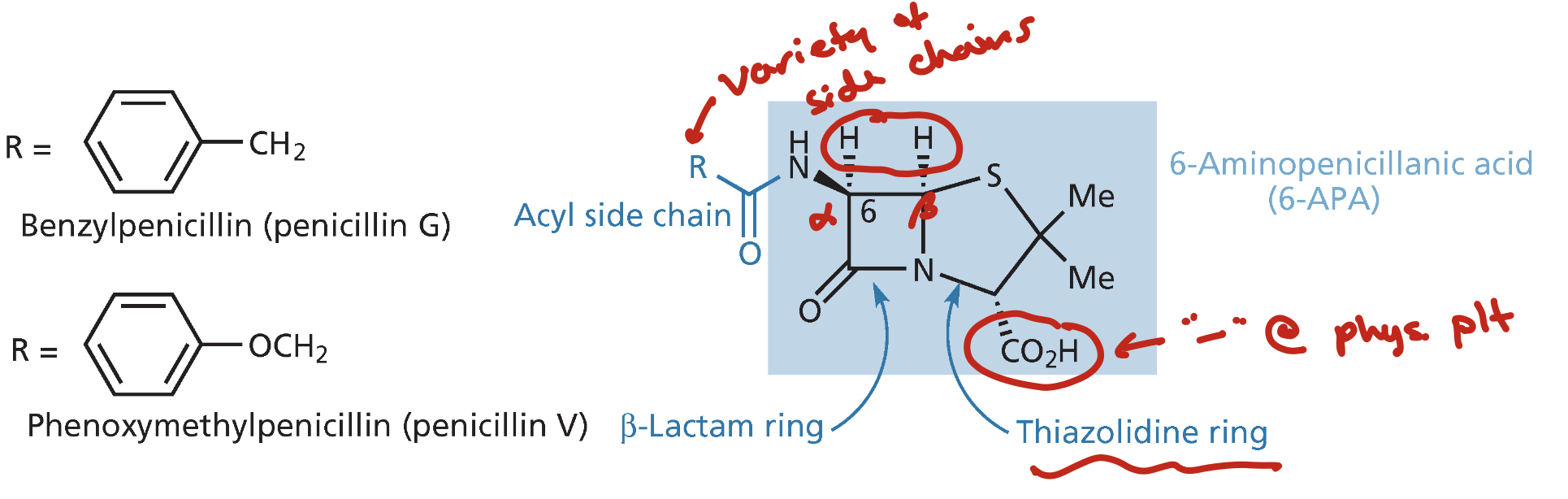 <p>4 membered ring with amide in it is a beta lactam ring</p><ul><li><p>these inhibit cell wall biosynthesis by forming a covalent link to transpeptidase</p></li></ul><p></p>