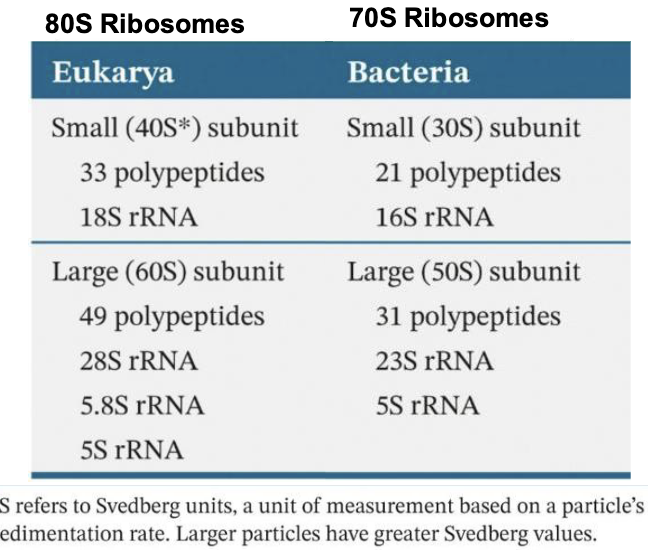<ul><li><p>The ribosomal RNA (<strong><em>rRNA</em></strong>) are structural components of ribosomes (about 1500- 1900 nucleotides for small subunits and 2900-4700 nucleotides for large subunits</p></li><li><p>Vary between eukarya and bacteria, but overall similar organization</p><ul><li><p>Eukarya 80S Ribosomes: Small 40S + Large 60S</p></li><li><p>Bacteria 70S Rubosomes: Small 30S + Large 50S</p></li></ul></li></ul><p></p>