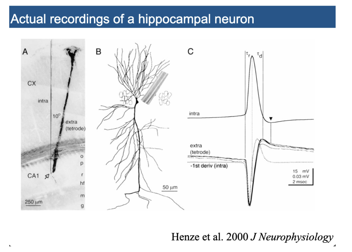<p>recordings of hippocampal region </p>