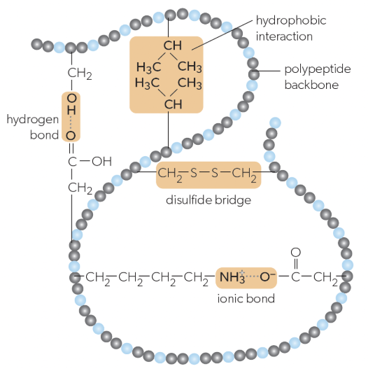 <p>can form between positively and negatively charged R-groups</p>