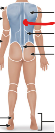 <p>spine in the dorsal cavity (the back) </p>