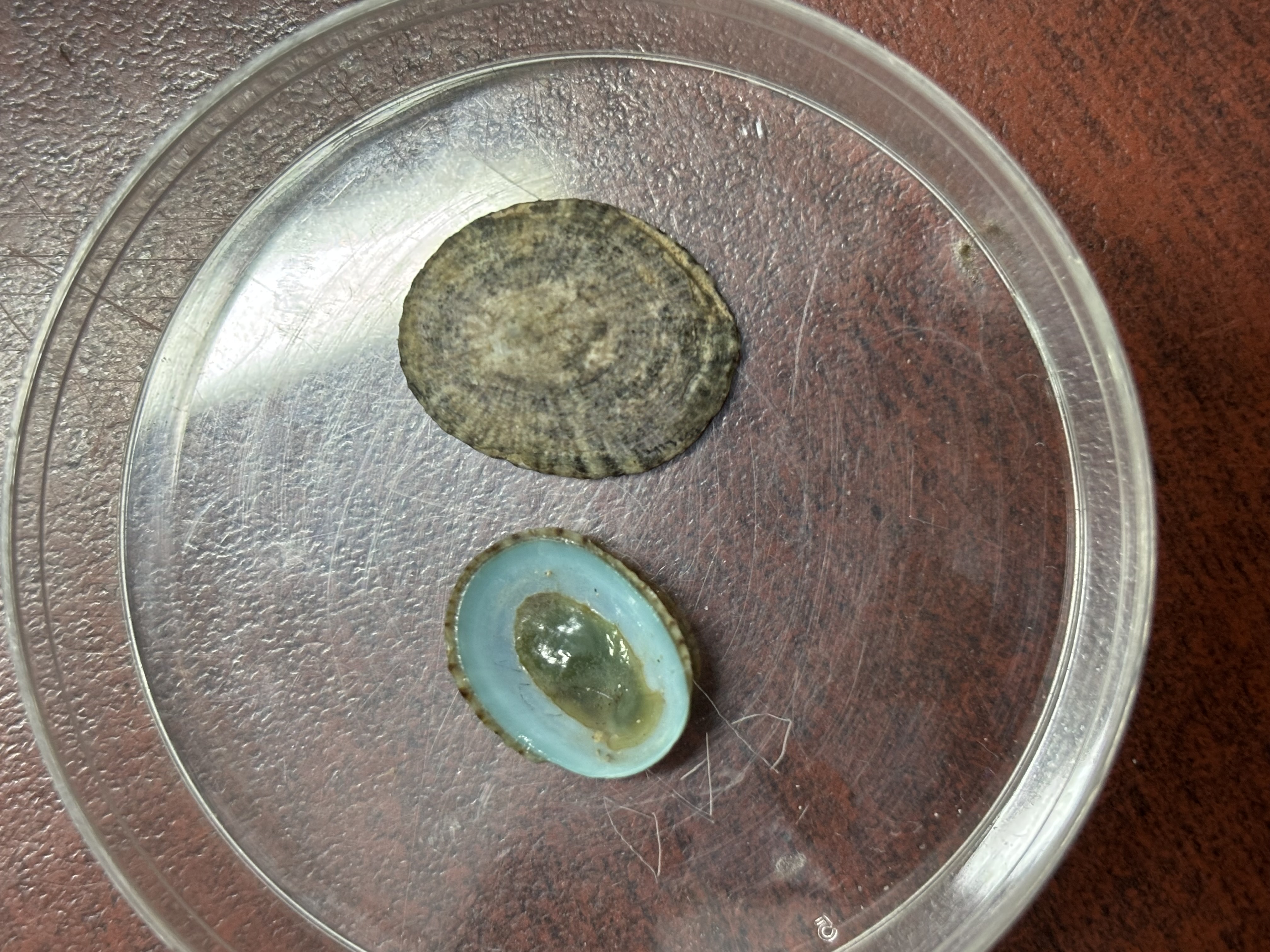 <p><strong>FILO<br>CLASE</strong><br><strong>SUBCLASE</strong><br><strong>FAMILIA</strong><br><strong>GÉNERO</strong><br><strong>NOMBRE COMÚN<br>CARACTERÍSTICAS</strong><br><strong>RÁDULA<br>ALIMENTACIÓN<br>HÁBITAT</strong></p>