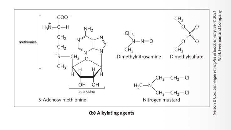 <p>nitrous acid precursors = deaminating agents</p><p></p><p>alkylating agents = generate modified nucleotides nonenzymatically</p>