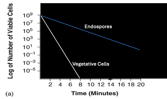 <p>Spores are more resistant to agents than vegetative cells, leading to a slower decline in the death curve. </p>