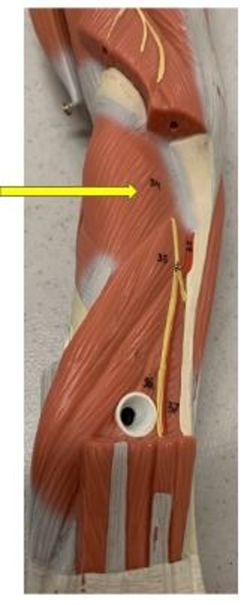 <p>supinates forearm</p>