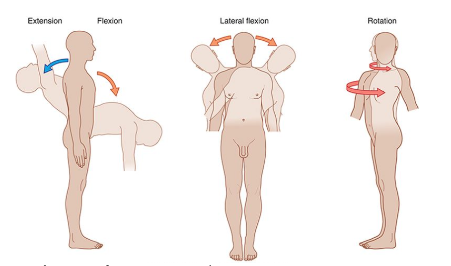 <p>Extension, flexion, lateral flexion, rotation</p>