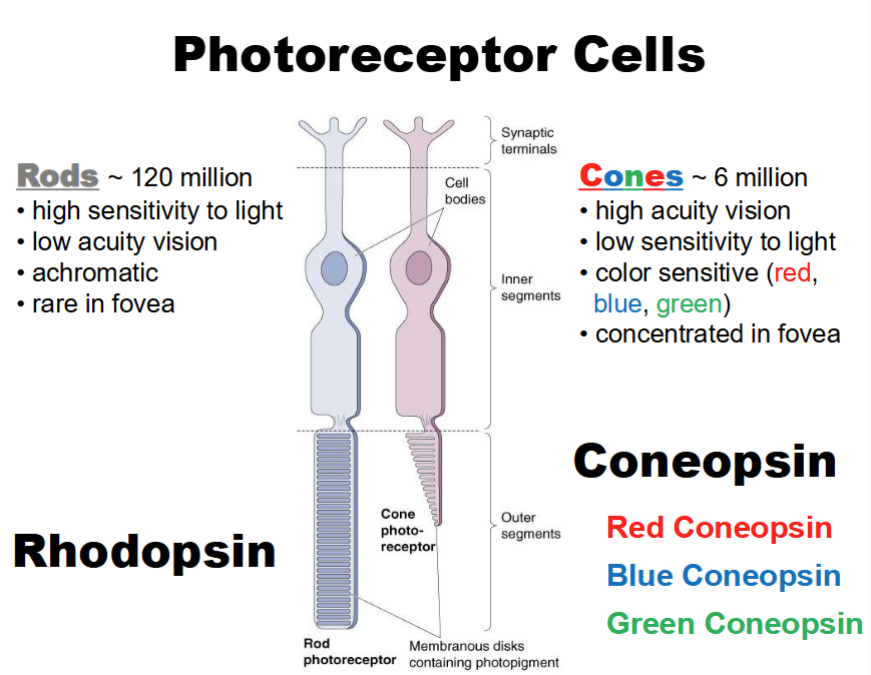 <ol><li><p>Opsin </p></li></ol><ul><li><p>G protein-coupled receptor (GPCR)</p></li><li><p>Combines with retinal to detect light</p></li></ul><p> </p><ol start="2"><li><p><strong><u>Rhodopsin </u></strong></p></li></ol><ul><li><p>Found in rods</p></li></ul><p> </p><ol start="3"><li><p><strong><u>Cone Opsins </u></strong></p></li></ol><ul><li><p>Different opsins detect different wavelengths/colors</p></li></ul><p></p>