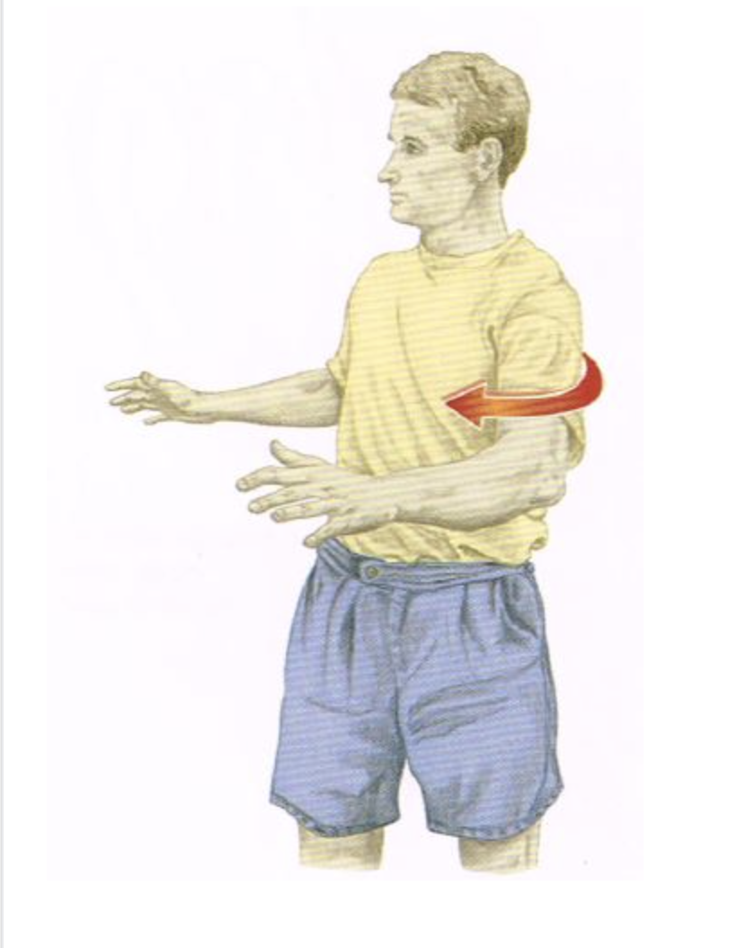 <p>Categorize the listed muscles as either agonists/synergists OR antagonists for the motion pictured below. NOTE: Some muscles will not be classified. NO partial credit.</p>