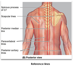 <p>Overlying the spinous processes of the vertebrae/ posterior median line</p>