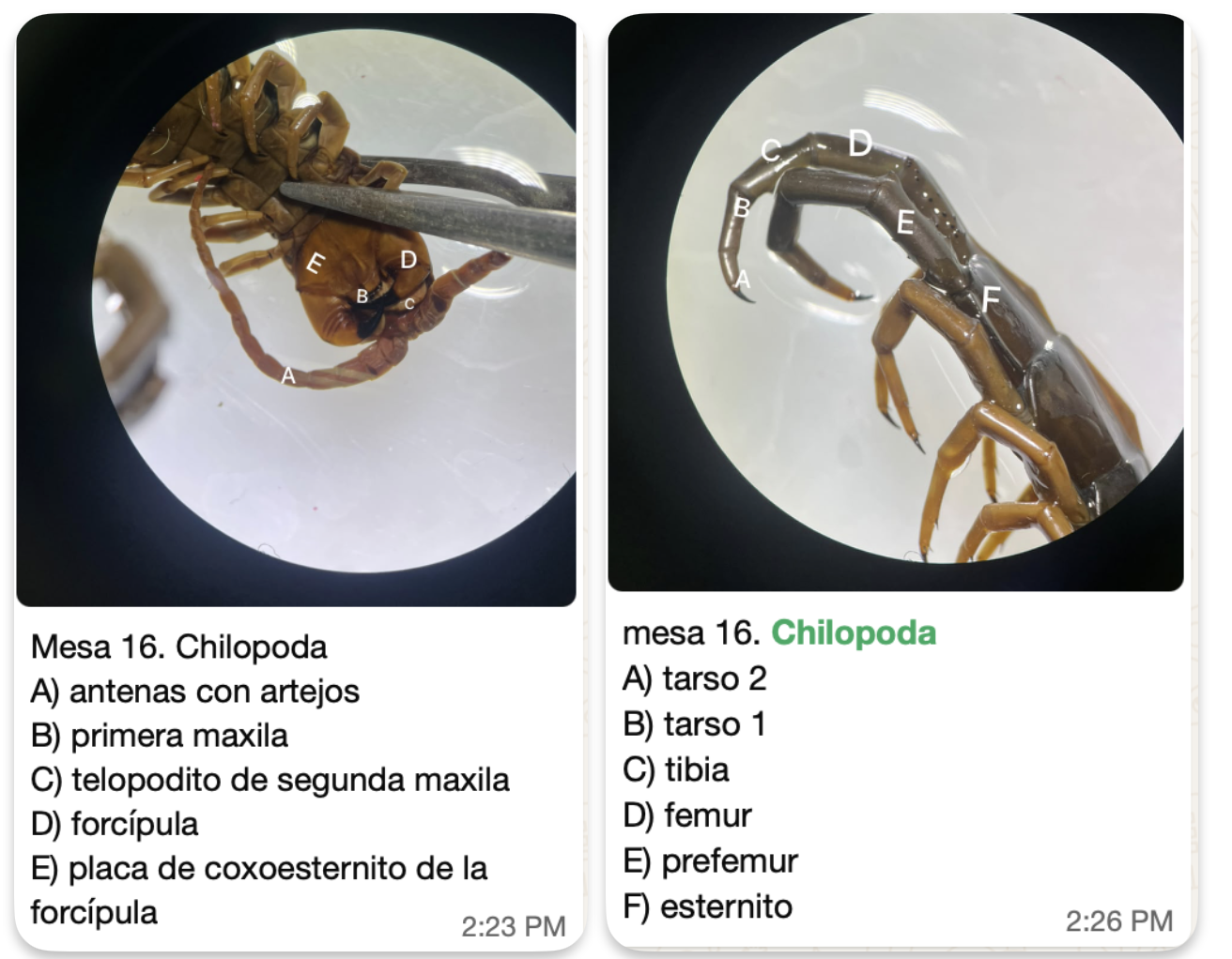 <p><strong>FILO:</strong> </p><p><strong>SUBFILO:</strong></p><p><strong>CLASE:</strong> </p><p><strong>CARACTERÍSTICAS</strong></p>
