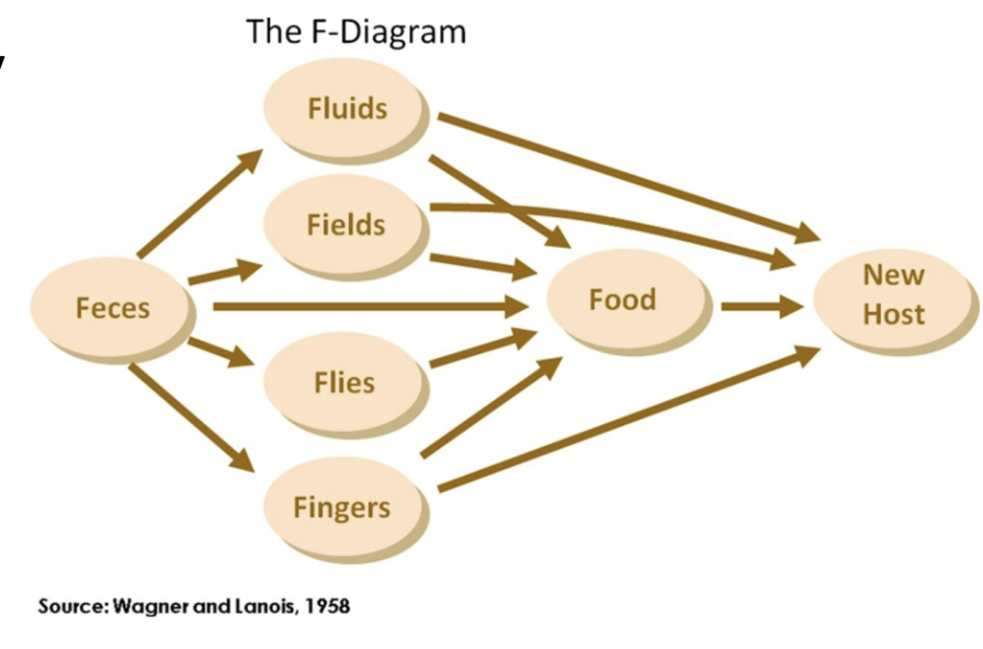 <ul><li><p>Portals of exit and entry (rarely direct)</p></li><li><p>Water and soil may be vehicles</p></li></ul><p></p>