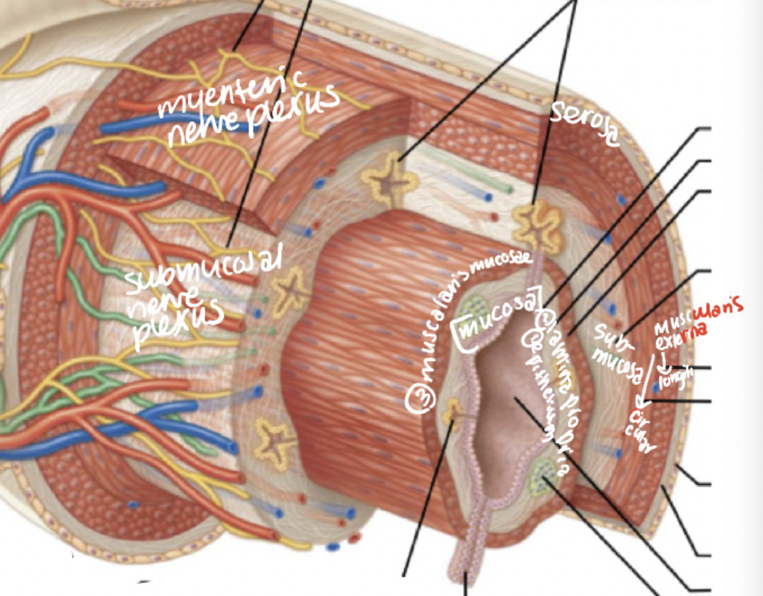 <p>SEROSA, muscularis externa (outer), submucosa, mucosa (inner)</p><ul><li><p>The muscularis is responsible for peristalsis</p></li><li><p>submucosa contains blood vessels and nerves (secretion)</p></li><li><p>mucosa is the inner lining that absorbs nutrients. </p></li></ul><p></p>