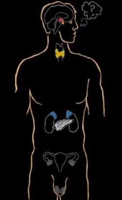 <p><br><span>Which hormones function regionally?</span></p>