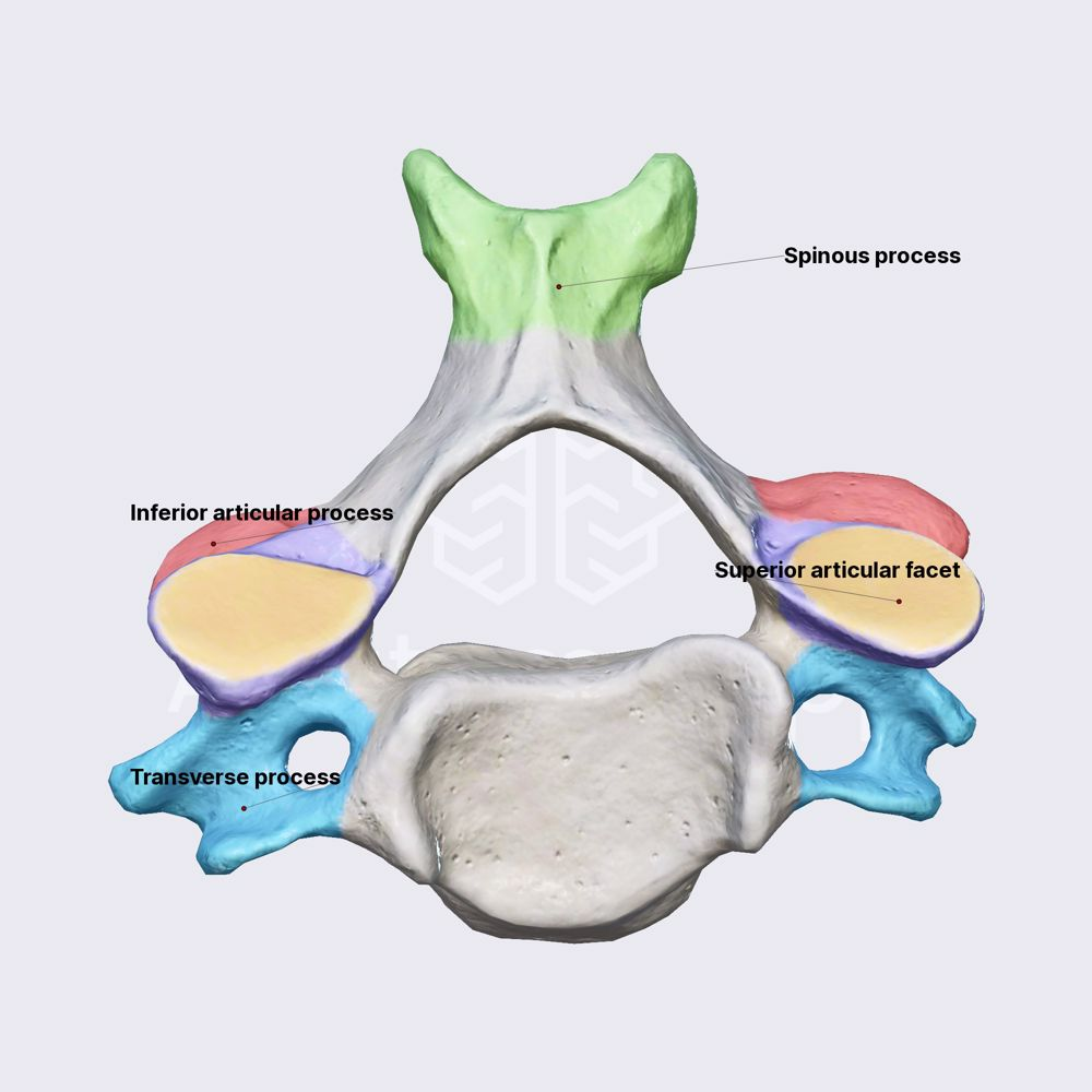 <p>A facet is a small flat bone surface where two bones articulate. Example: superior and inferior articular facets of vertebrae.</p>