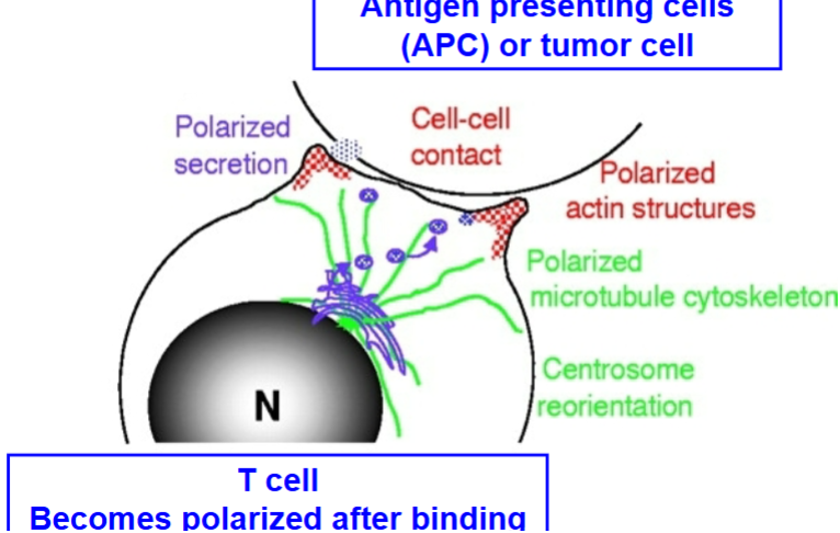 <p>Antigen presenting cells (APC) or tumor cell causes T cell to become polarized after binding</p>