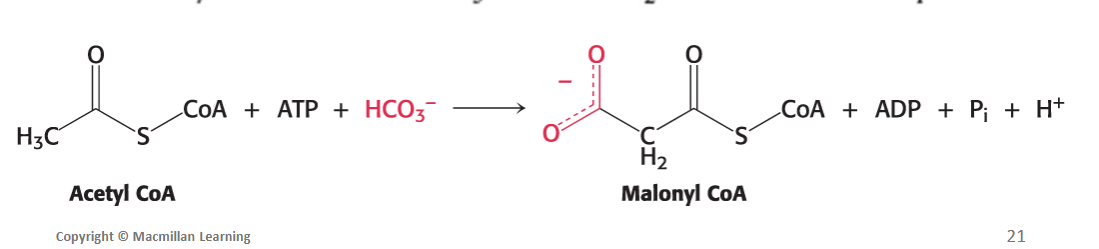 <p>Fatty acid synthesis begins with the activation of <strong>acetyl CoA through <em>carboxylation (adding CO2)</em> to form <em>malonyl CoA</em>.</strong></p><ul><li><p>Malonyl CoA is considered the <strong><em>activated </em></strong><em>form</em> of acetyl CoA.</p></li><li><p>Malonyl CoA is the <strong>actual carbon donor</strong> for all but two of the carbon atoms of palmitic acid.</p></li></ul><p></p>