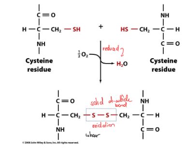 <ul><li><p>disulfide bon forms</p><ul><li><p>two thiol groups get oxidized</p></li><li><p>½ O2 gets reduced to H20</p></li></ul></li></ul><p></p>