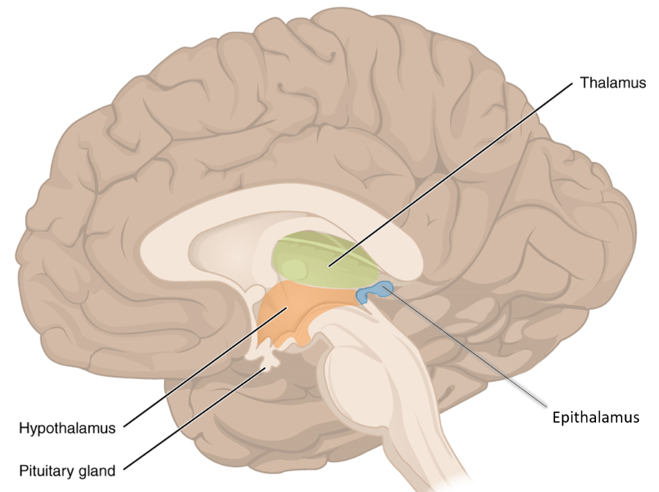 <ul><li><p>thalamus </p></li><li><p>hypothalamus </p></li></ul><p></p>