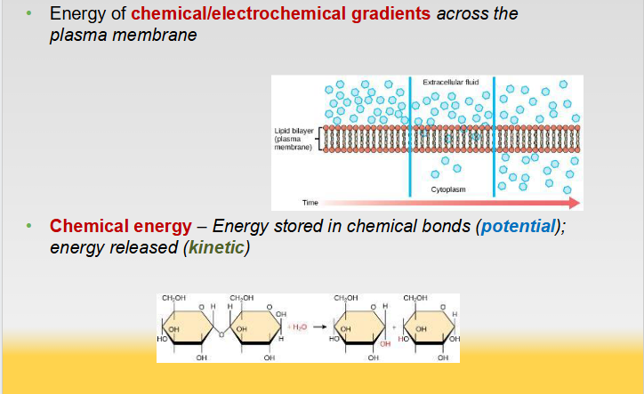 <ul><li><p><span>Energy of <strong>chemical/electrochemical gradients</strong> across the</span><br><span>plasma membrane</span></p></li><li><p><span><strong>Chemical energy</strong> – Energy stored in chemical bonds (potential); energy released (kinetic)</span></p></li></ul><p></p>