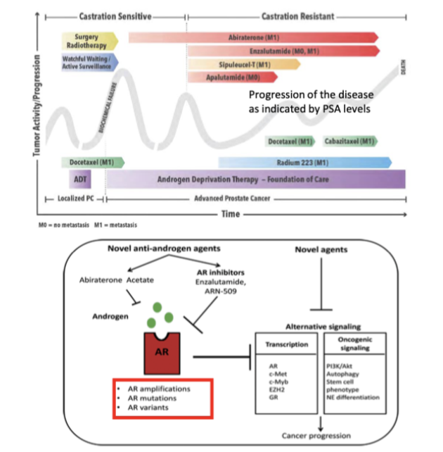 <ul><li><p>Androgen receptor (AR) is a lineage-specific oncogene – prostate cancer is driven by its function</p></li><li><p>PSA marker is a good measure of AR driving signalling, hyperproliferation and growth of tumour</p></li><li><p>Anti-androgens are an effective but all too often transient therapy in the fight against prostate cancer</p></li></ul><p></p>