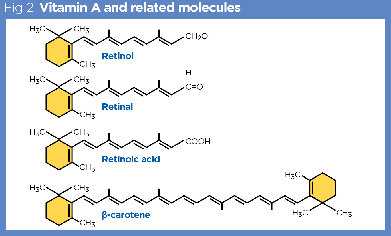 <p>Fat soluble vitamin which is a collection of chemical compounds of retinol, which is converted to retinal and retinoic acids in the liver, and related structures such as retinoids and carotenoids which is found in plants.  </p><p>Vitamin A functions to provide night vision, colour perception, cell differentiation and growth, reproduction and immunity. </p><p>Vitamin A deficiency causes night blindness, impaired immune function and xeropthalmia (eye dryness)</p><p>Vitamin A sources are eggs, cheese and fish </p>