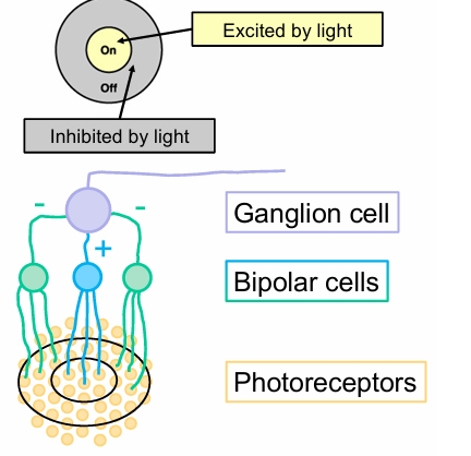 <p>Centre surround responses of rod ganglion cells</p><p>If light falls on centre, ganglions are excited</p><p>If off centre, it is inhibited </p>