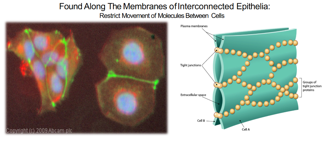 <p>found along the membrane of interconnected epithelia</p><p>restrict movement of molecules between cells </p><p>ex. food poisoning </p>