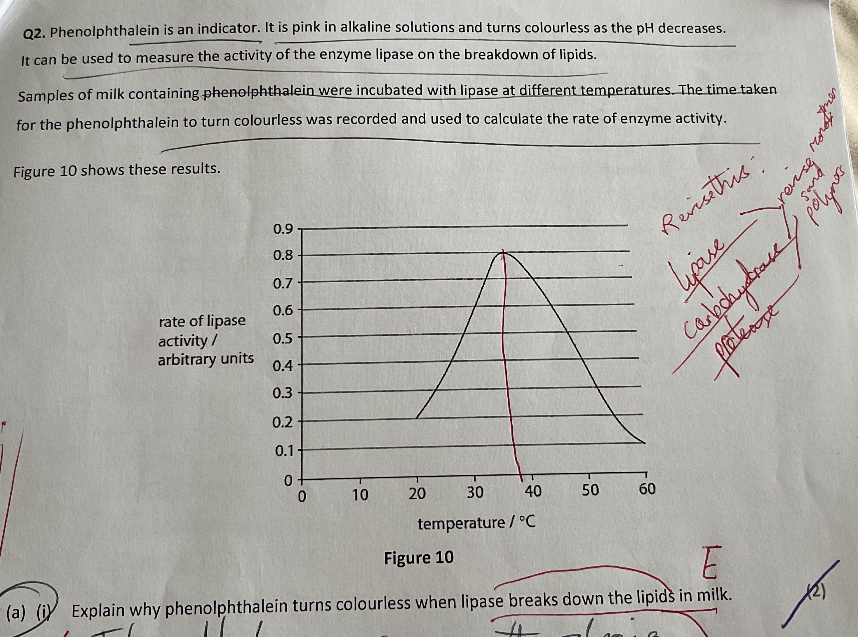 <p>explain why the activity of lipase changes above the temp of 40 degrees celsius.(2)</p>