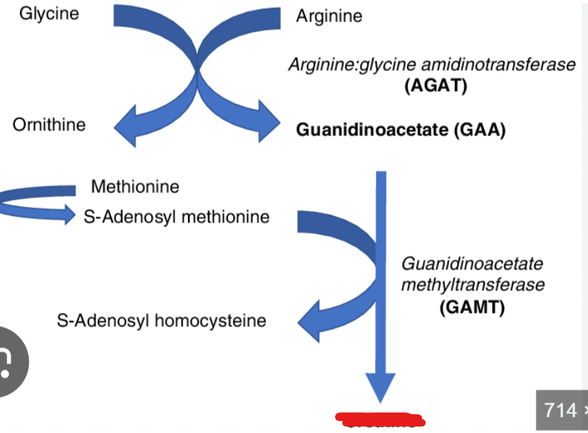 <p>What is a nitrogen containing compunds derived from <strong>arginine,glycine, and methionine- </strong></p><ul><li><p><strong>it plays a critical role in energy storage and rapid ATP regeneration particularly in skeletal muscles and the brain </strong></p></li></ul><p></p>