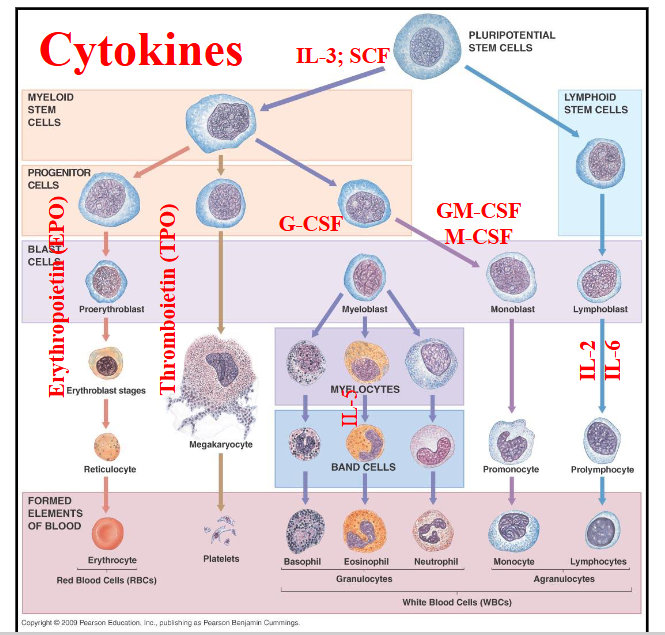 <p>Cytokines labelled on diagram</p>