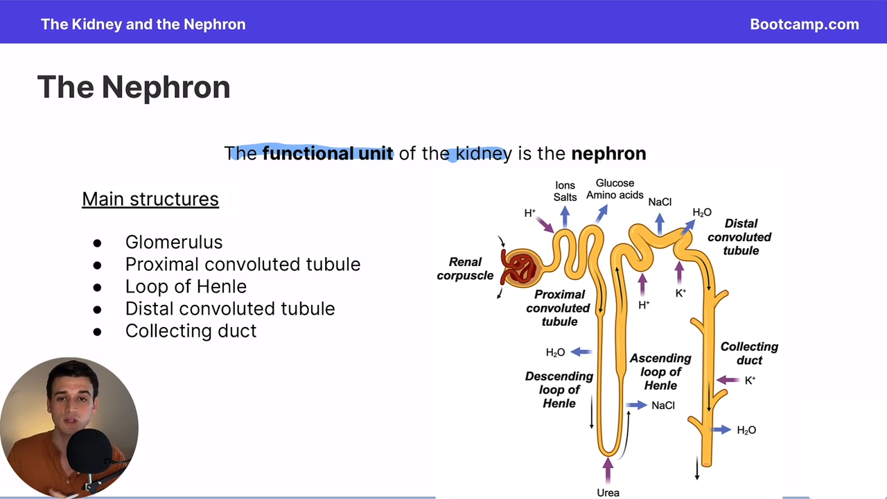 <p>functional unit of the kidney </p>
