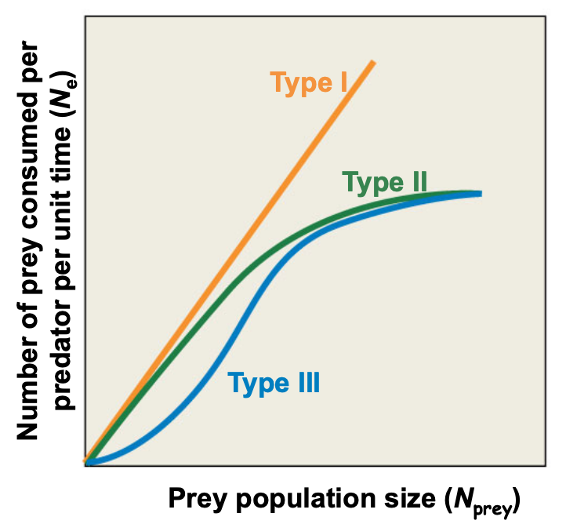 <p>Which of these predator-prey curves is most common in nature and why?</p>