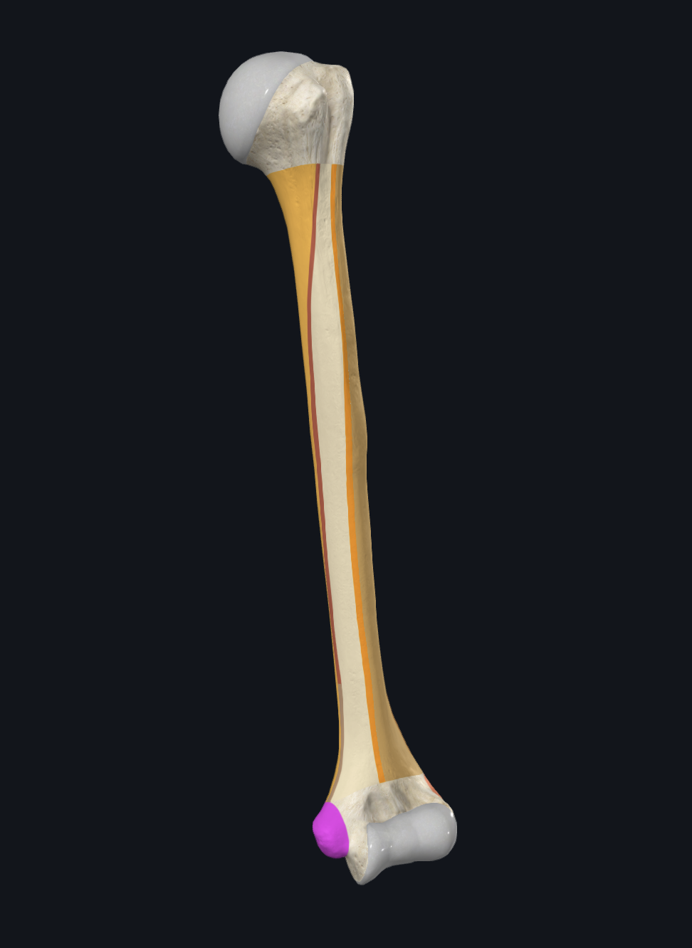 <p>What is this structure highlighted in pink?</p>
