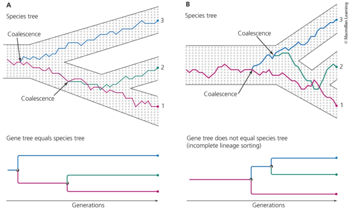 <p>when gene trees do not match species trees</p>