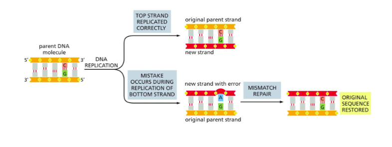 <p><span>A repair mechanism that corrects mismatch errors missed by DNA polymerase proofreading</span></p>