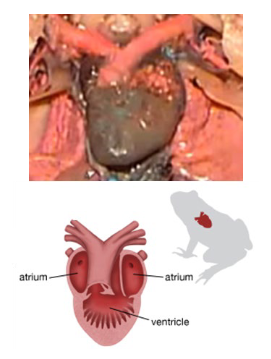 <p>This image shows the circulatory system of class Amphibia. This system has ____ chambers in the heart, and its circulation involves a single <strong>OR</strong> double circuit.</p>