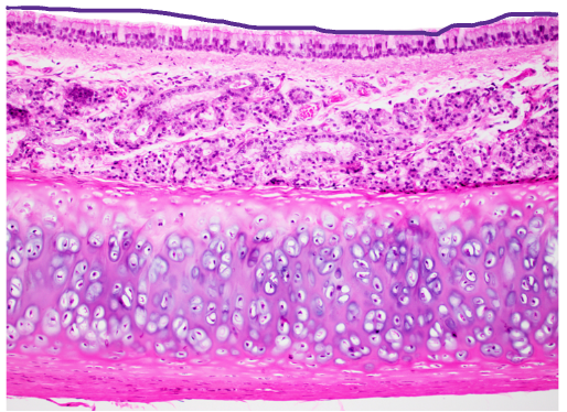 <p><span>id + func.</span></p>