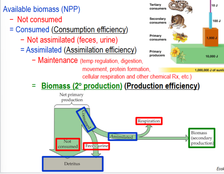 <p>starting with NPP → subtract what’s not consumed = consumed (consumption efficiency)</p><p>consumed minus what’s not assimilated = assimilated (assimilation efficiency)</p><p>assimilated minus maintenance = biomass (production efficiency or 2* production)</p>