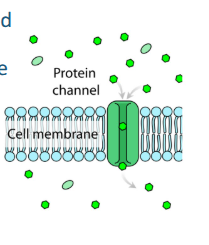 <p>What is facilitated diffusion?</p>